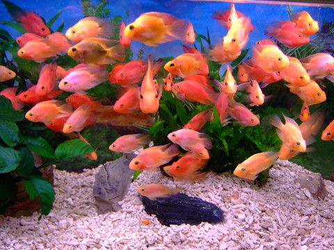 熱帶魚(yú)魚(yú)缸和普通區(qū)別，熱帶魚(yú)與普通魚(yú)的飼養(yǎng)對(duì)比