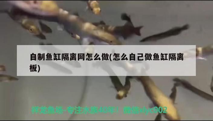 魚缸隔離最簡單的辦法：自制魚缸隔離裝置的方法