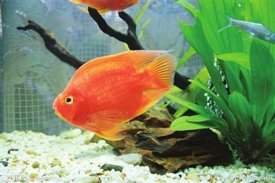 紅鯉魚的飼養(yǎng)方法：紅鯉魚與其他觀賞魚的區(qū)別