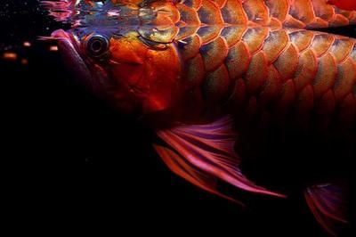 紅龍魚最佳水溫多少合適：紅龍魚最佳水溫多少度最好