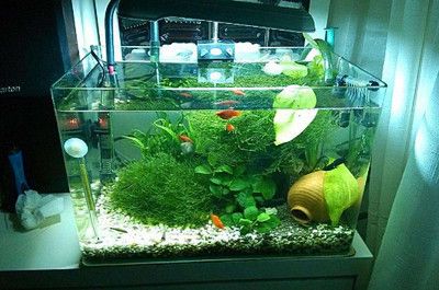 德國魚缸品牌的魚缸品牌對比德國魚缸品牌的選擇分析：德國魚缸與亞洲品牌對比