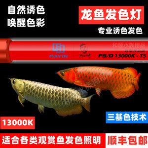 燈烤金龍魚的效果能維持多久：燈烤金龍魚效果不能持久維持金龍魚的顏色和外觀會(huì)迅速恢復(fù)原狀