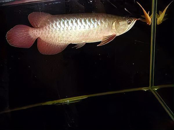 紅龍魚苗發色需要喂什么食物？