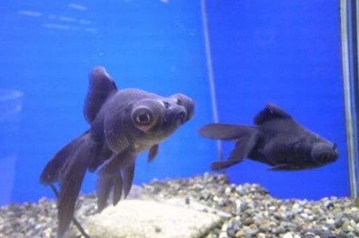 黑魚(yú)在魚(yú)缸中的養(yǎng)護(hù)需要考慮水質(zhì)管理、餌料投喂和注意事項(xiàng)：黑魚(yú)在魚(yú)缸中養(yǎng)護(hù)的方法