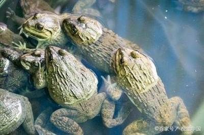 黑魚(yú)在魚(yú)缸中的養(yǎng)護(hù)需要考慮水質(zhì)管理、餌料投喂和注意事項(xiàng)：黑魚(yú)在魚(yú)缸中養(yǎng)護(hù)的方法