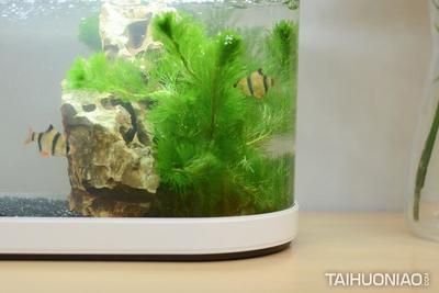 小米魚缸換水的正確方法：小米魚缸換水的正確方法小米魚缸換水的正確方法