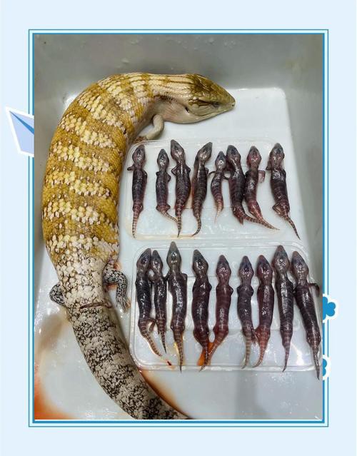 斑龍魚是什么魚類圖片