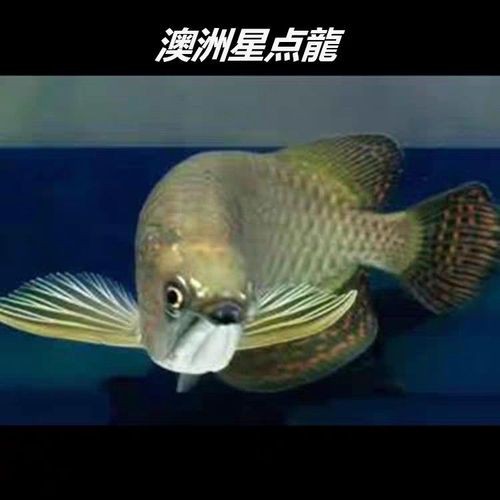 斑龍魚是什么魚類圖片