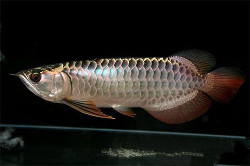 斑龍魚是什么魚類圖片