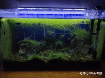 給魚缸加鹽（科學養魚與民間智慧養魚領域的智慧養魚領域的知識體系）