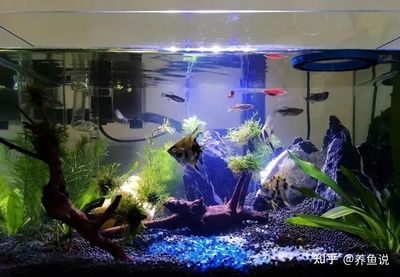 給魚缸加鹽（科學養魚與民間智慧養魚領域的智慧養魚領域的知識體系）