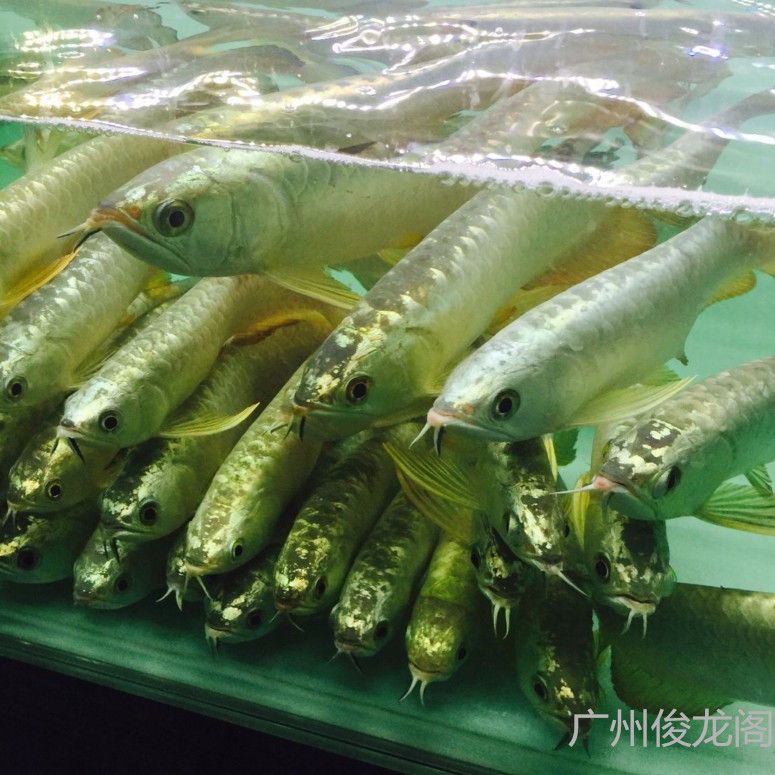 金龍魚的顏色有幾種類型：金龍魚的顏色類型可以根據不同的分類方法進行劃分