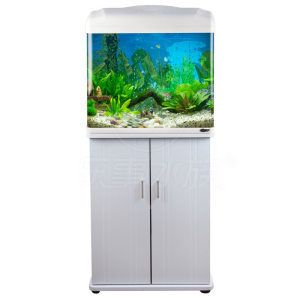 海洋生物養(yǎng)護(hù)指南養(yǎng)海星需要一定的專業(yè)知識(shí)和技巧：海星魚缸廠家信息