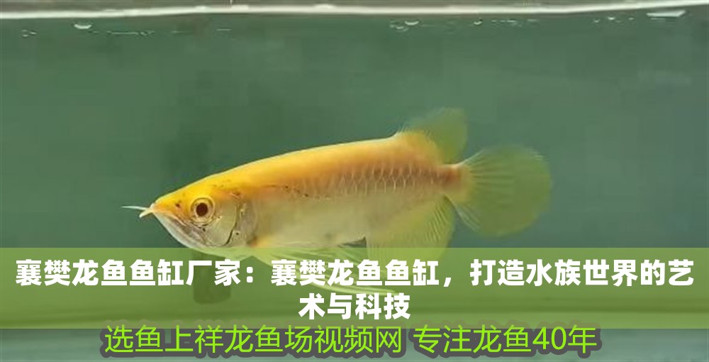 襄樊龍魚魚缸廠家：襄樊龍魚魚缸，打造水族世界的藝術與科技
