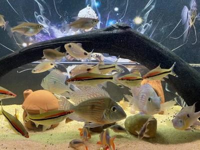 關(guān)刀魚的飼養(yǎng)方法：關(guān)刀魚養(yǎng)殖建議用350升或更大的帶有順巖石洞穴的水族箱來飼養(yǎng)