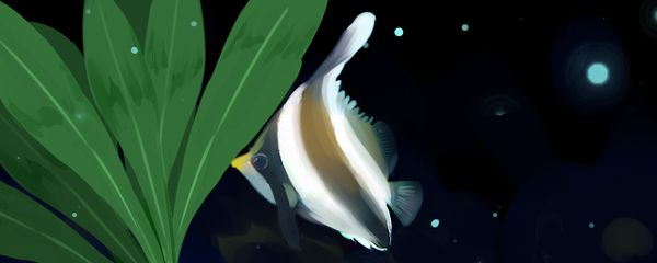 關(guān)刀魚的飼養(yǎng)方法：關(guān)刀魚養(yǎng)殖建議用350升或更大的帶有順巖石洞穴的水族箱來飼養(yǎng)