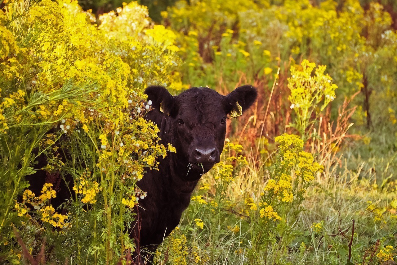 鞍山千山風景區鑫玲養殖（鞍山千山風景區鑫玲養殖場地址）