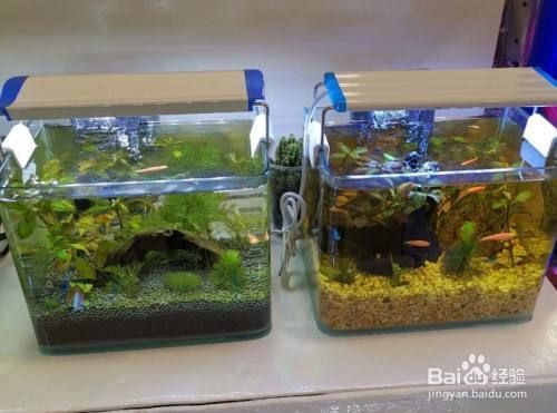 魚缸水起白霧怎么回事，如何維護魚缸水質(zhì)惡化如何急救防止魚缸水白霧的方法