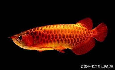 家里龍魚死了風水（關于龍魚死亡與風水的問題）