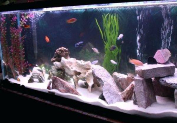 魚缸放多少鹽最合適：放海鹽到魚缸里放海鹽的量需要根據魚缸的容積和魚的種類來確定