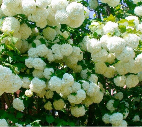 蝴蝶鯉進新魚缸的飼養技巧蝴蝶鯉的飼養技巧是什么:蝴蝶鯉的飼養技巧 魚缸百科 第3張 蝴蝶鯉進新魚缸的飼養技巧蝴蝶鯉的飼養技巧是什么:蝴蝶鯉的飼養技巧 蝴蝶鯉進新魚缸的飼養技巧蝴蝶鯉的飼養技巧是什么:蝴蝶鯉的飼養技巧 魚缸百科 第3張