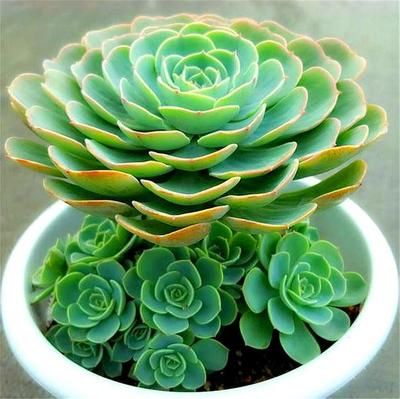 蝴蝶鯉進新魚缸的飼養技巧蝴蝶鯉的飼養技巧是什么:蝴蝶鯉的飼養技巧 魚缸百科 第1張 蝴蝶鯉進新魚缸的飼養技巧蝴蝶鯉的飼養技巧是什么:蝴蝶鯉的飼養技巧 蝴蝶鯉進新魚缸的飼養技巧蝴蝶鯉的飼養技巧是什么:蝴蝶鯉的飼養技巧 魚缸百科 第1張