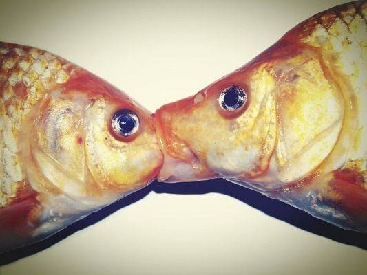 如何做龍魚（如何制作龍魚）