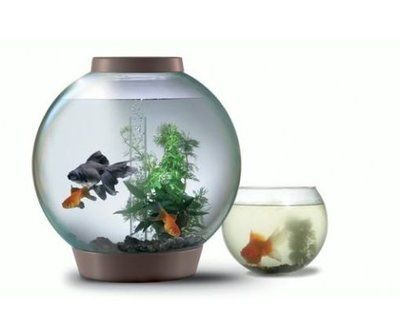 魚缸形狀對風水影響解析：魚缸形狀對家居風水影響