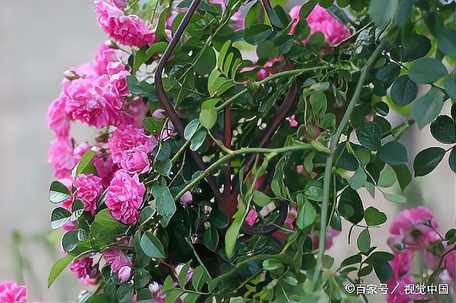 如何判斷紅龍月季是否需要修剪？