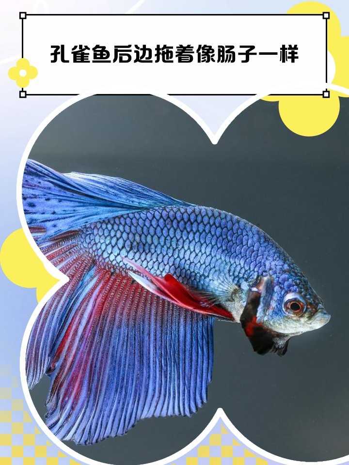 龍魚病理性拖便會自愈嗎？