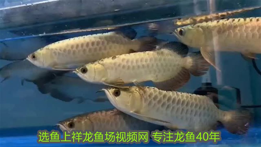 阿克蘇龍魚魚缸養(yǎng)什么好：阿克蘇龍魚魚缸，打造水族箱中的王者風(fēng)范
