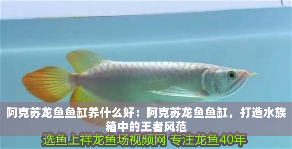 阿克蘇龍魚魚缸養(yǎng)什么好：阿克蘇龍魚魚缸，打造水族箱中的王者風(fēng)范