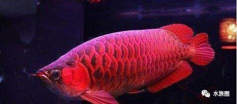 龍魚觀賞魚多少錢一條，世界上最貴的龍魚價格在幾百到幾萬元人民幣不等