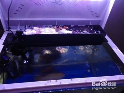 魚缸過濾棉更換步驟：如何判斷過濾棉是否需要更換，魚缸水質檢測方法介紹