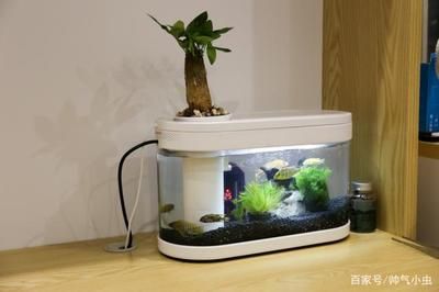 魚缸過濾棉更換步驟：如何判斷過濾棉是否需要更換，魚缸水質檢測方法介紹