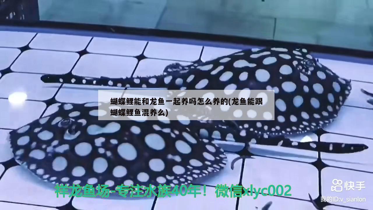 陽春市春城環城南新魚中魚店