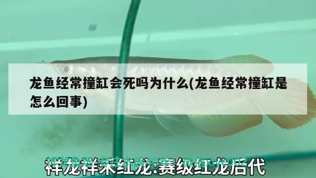 陽春市春城環城南新魚中魚店