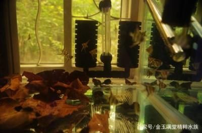 魚缸欖仁葉放多久會壞（如何判斷欖仁葉是否需要更換，欖仁葉降酸效果的最佳時期）