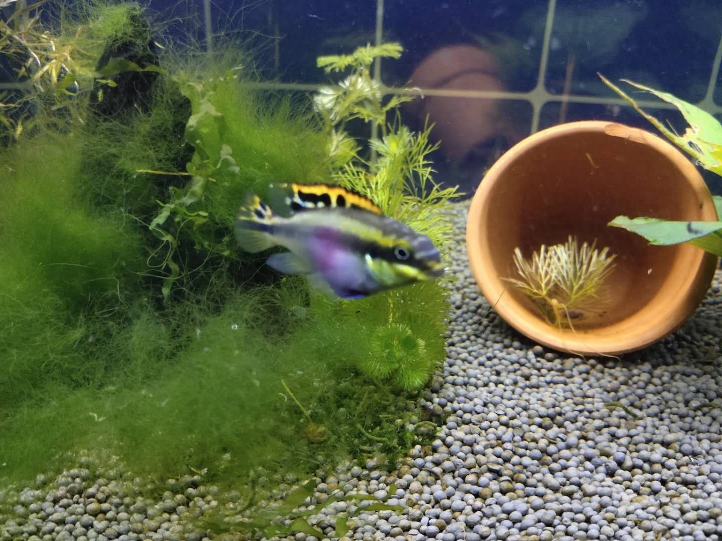 魚缸欖仁葉放多久會(huì)壞（如何判斷欖仁葉是否需要更換，欖仁葉降酸效果的最佳時(shí)期）