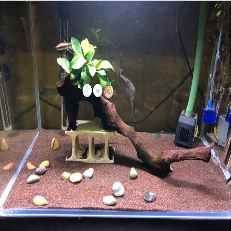 養龍魚可以鋪底砂嗎為什么：養龍魚可以鋪底砂嗎