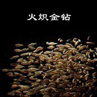 龍魚好養(yǎng)還是金魚好養(yǎng)