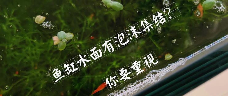 魚缸 粘稠物：魚缸中的粘稠物可能是菌膜、物理性混濁的控制方法