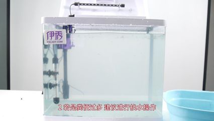 魚缸清潔的科學方法：換水后魚缸出現菌絲怎么辦？