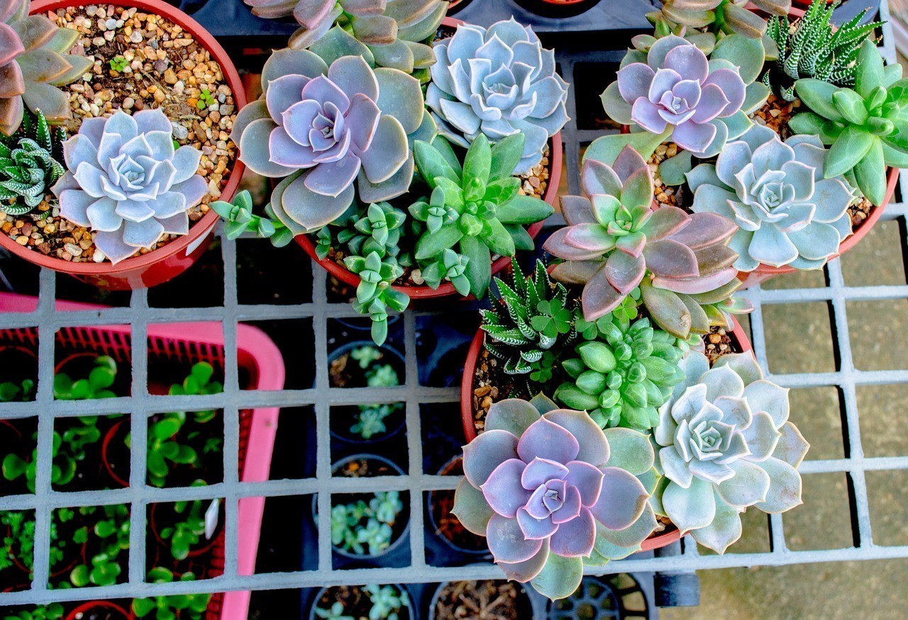 昌樂縣博弈花卉店，美麗花卉的殿堂，電話咨詢