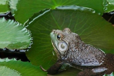 龍魚吃牛蛙：牛蛙可以吃龍魚嗎？