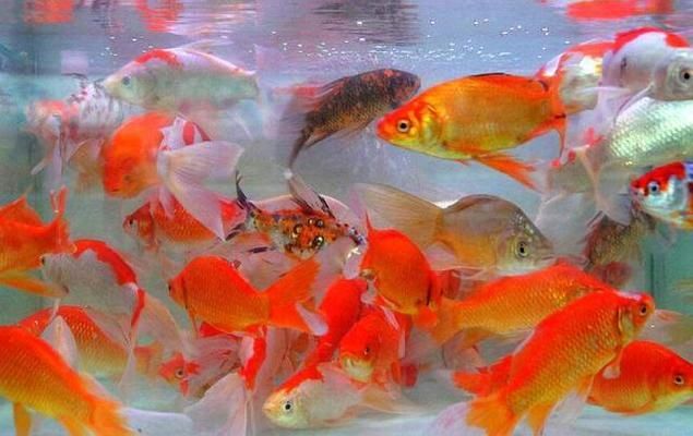 紅鯽魚在魚缸里死亡的原因有哪些？：紅鯽魚在魚缸里死亡的原因