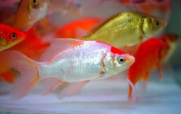 紅鯽魚在魚缸里死亡的原因有哪些？：紅鯽魚在魚缸里死亡的原因