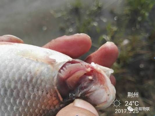 紅鯽魚在魚缸里死亡的原因有哪些？：紅鯽魚在魚缸里死亡的原因