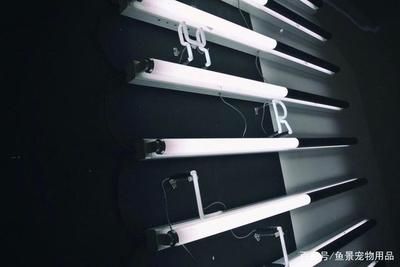 茂名龍魚魚缸：茂名龍魚魚缸，打造水族箱中的王者風范