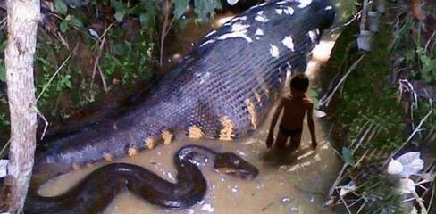 最大的龍魚(yú)館：世界上最大的龍魚(yú)館是什么？